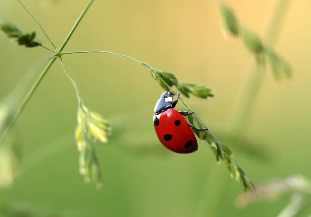 Insekty po angielsku: Opanuj nazwy, wymowę i idiomy!