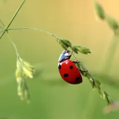 Insekty po angielsku: Opanuj nazwy, wymowę i idiomy!