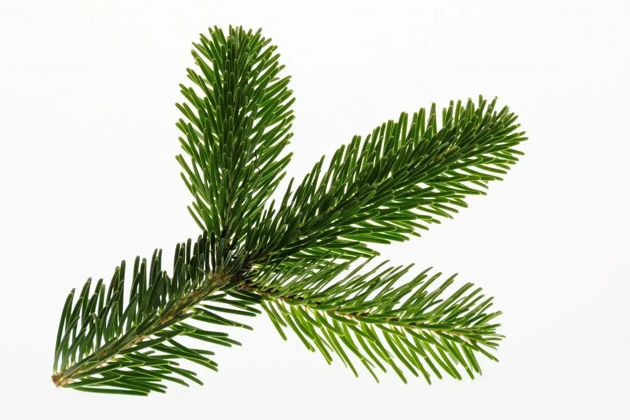coniferous trees forest