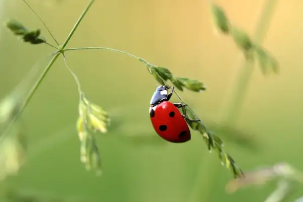 Insekty po angielsku: Opanuj nazwy, wymowę i idiomy!